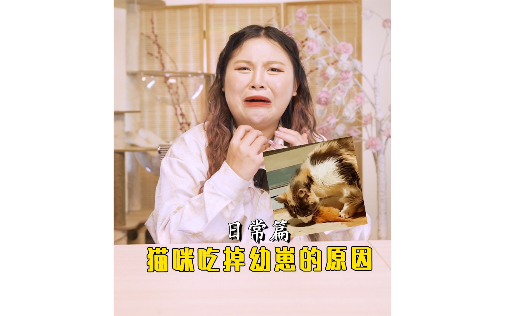 [图]猫妈妈会吃掉自己的孩子！这些事千万要记住！