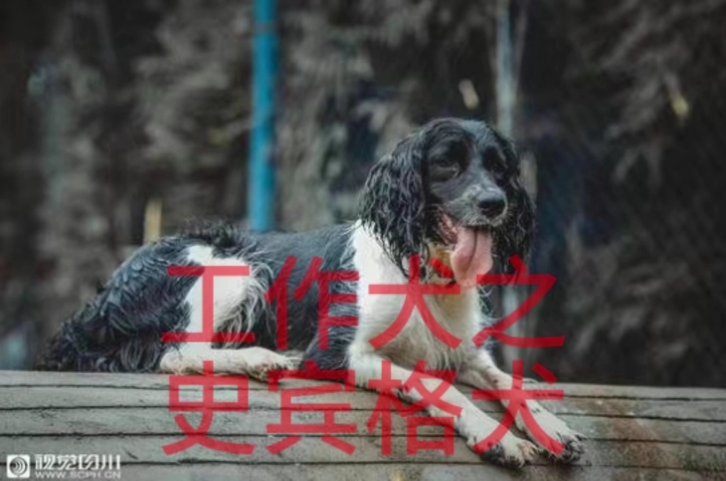 工作犬之一《第四集》史宾格犬哔哩哔哩bilibili