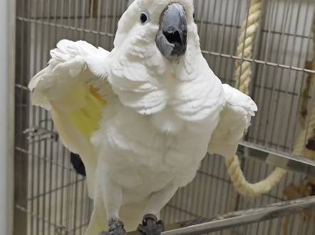 [葵花凤头鹦鹉]行云流水