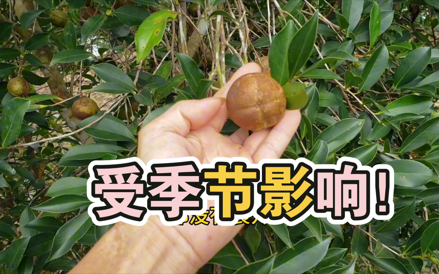 季节影响山茶树果的收获,大自然的力量哔哩哔哩bilibili