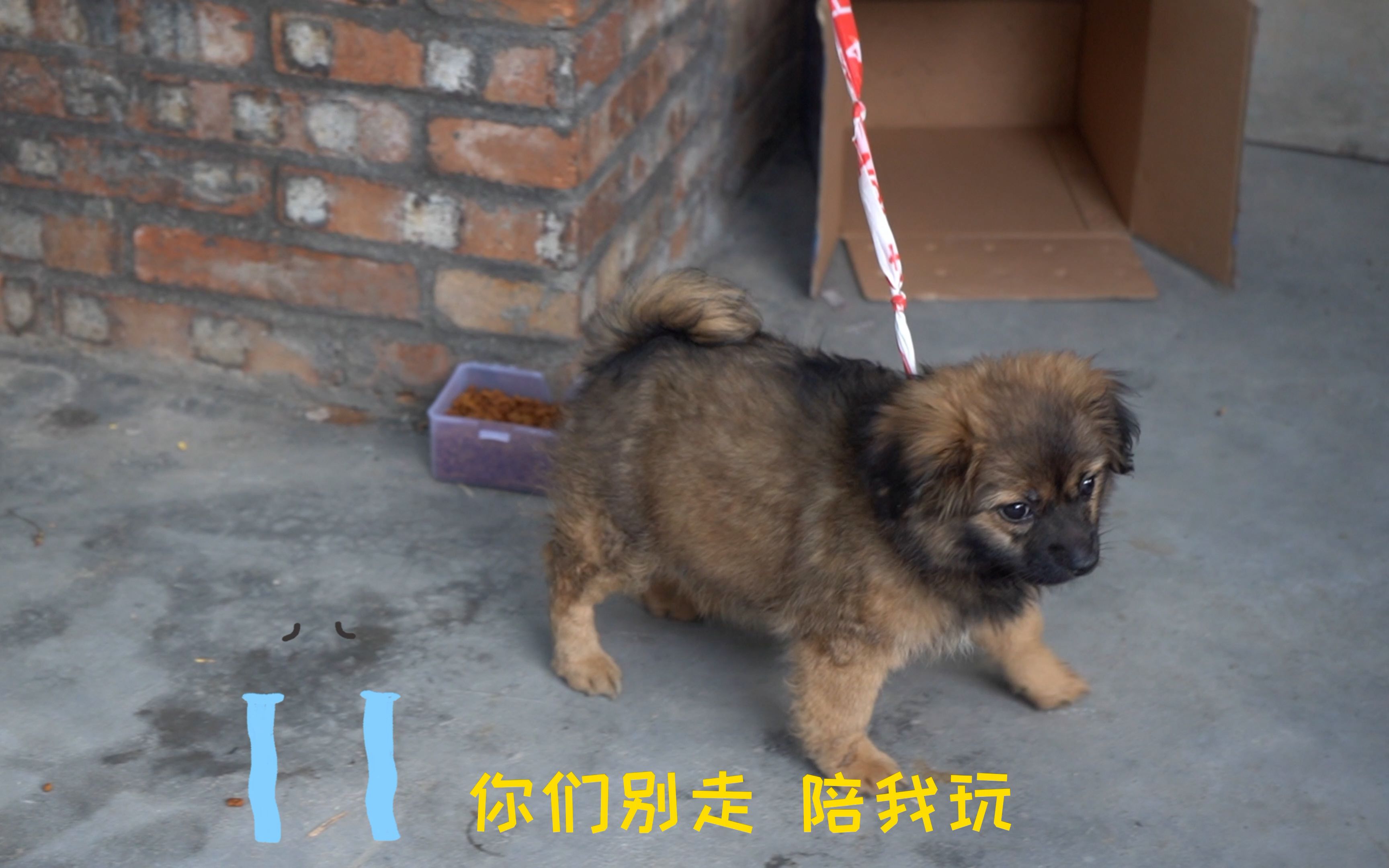 五一假期前突然杀出一只小奶狗扼住了回家的道路