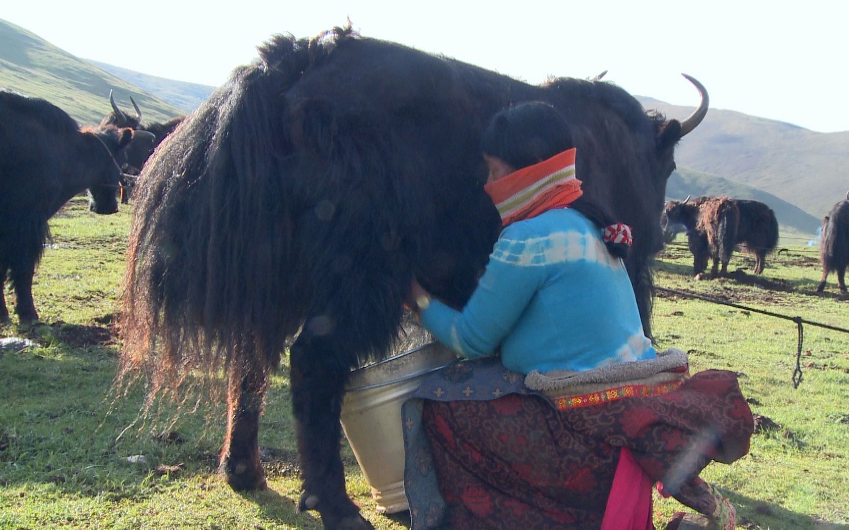 青藏高原藏族牧民四季游牧 春季牧场日常生活 挤牛奶的女人很辛苦