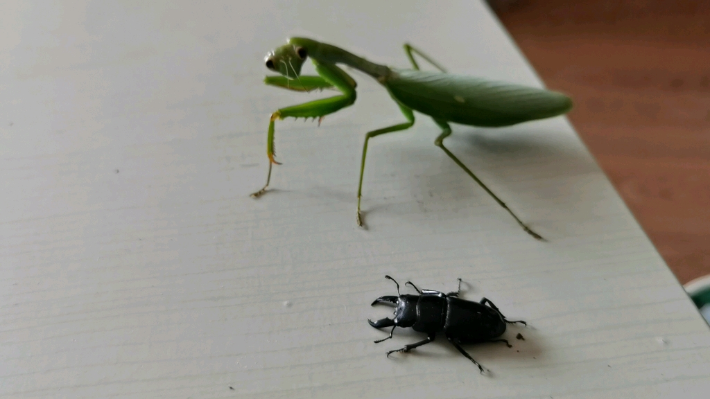台湾巨斧螳试图捕食中扁