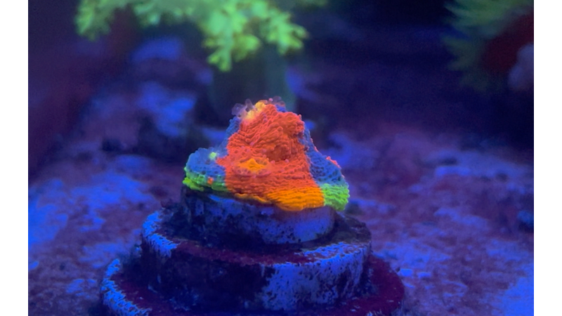 「pororo第二季」调色盘珊瑚