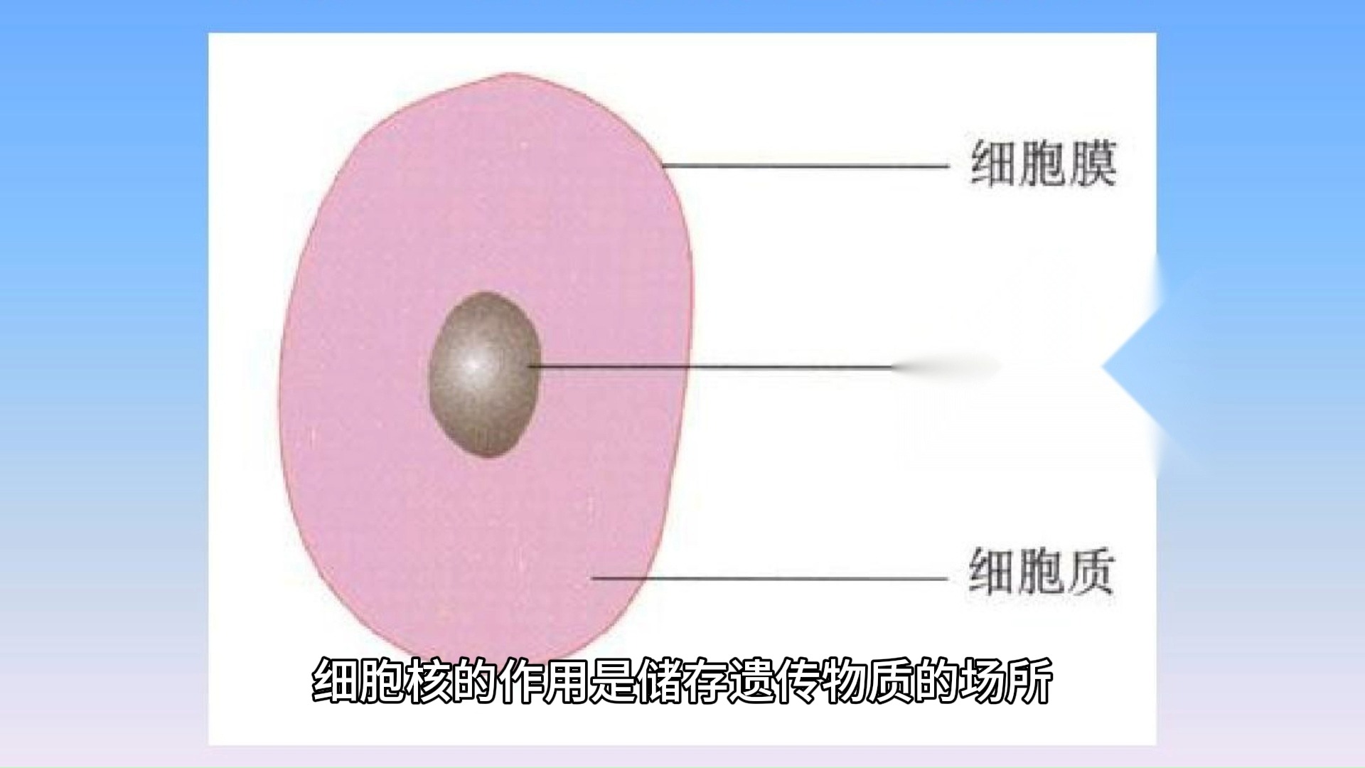 20 细胞核的作用?