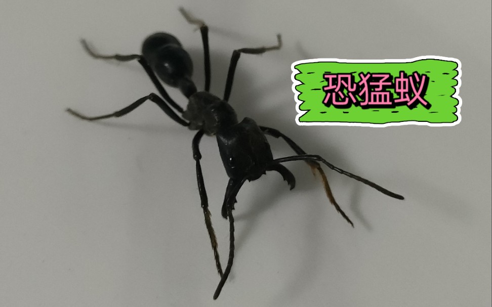 标本展示长足恐猛蚁