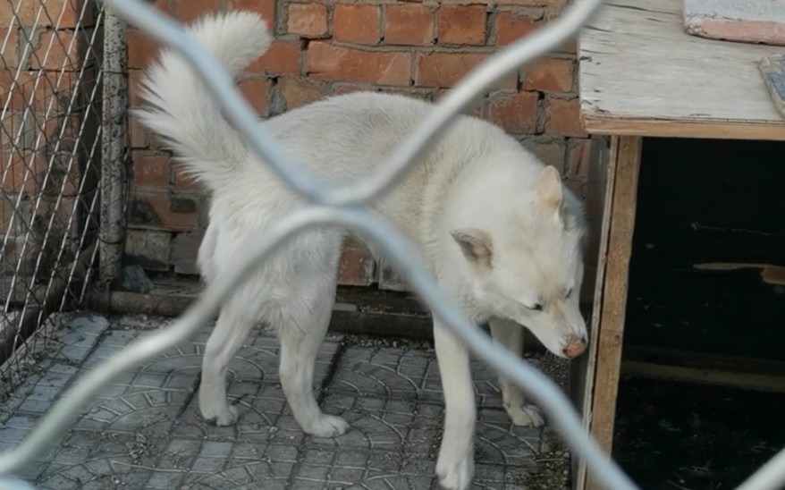朝鲜国宝丰山犬,大球球
