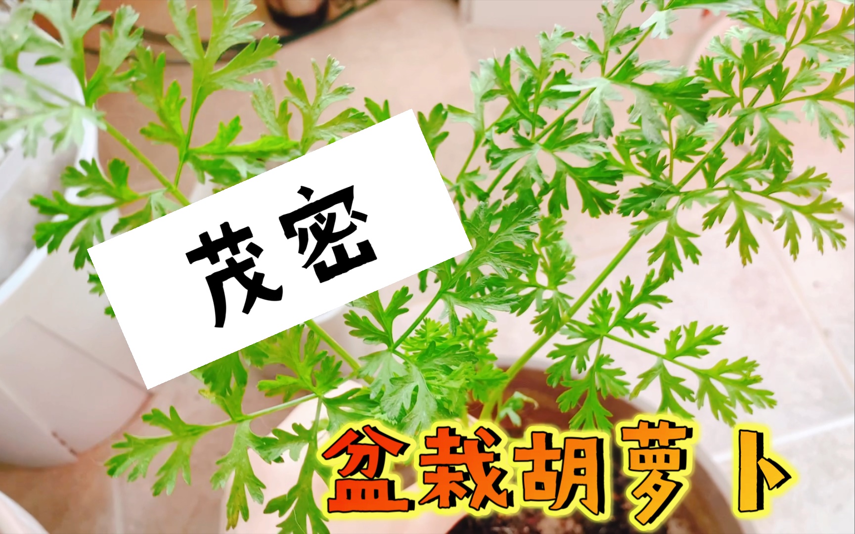 你见过这么大的胡萝卜吗?我种的!哔哩哔哩bilibili