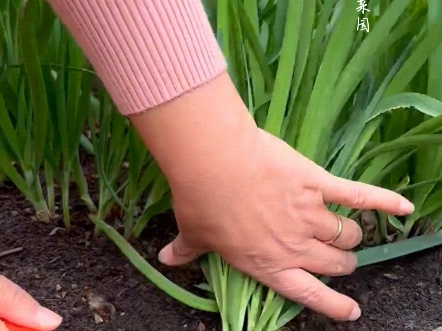 家有小院花盆的,种一些韭菜,常割常有哔哩哔哩bilibili