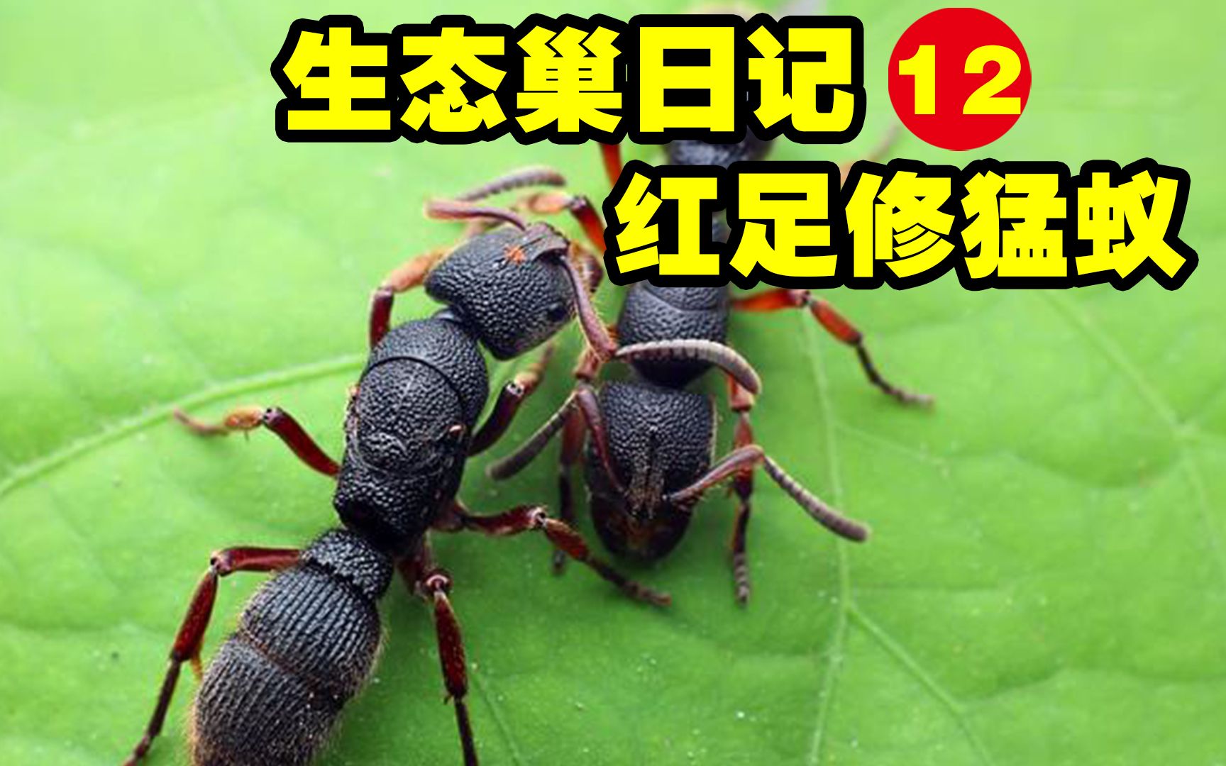 活动作品生态巢日记12红足修猛蚁搬新巢穴