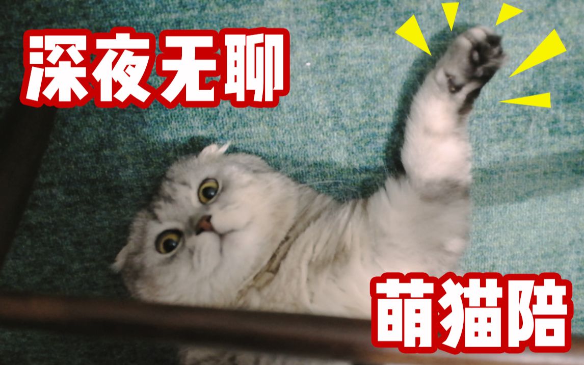 [图]一只海豹猫的生活到底有多无聊