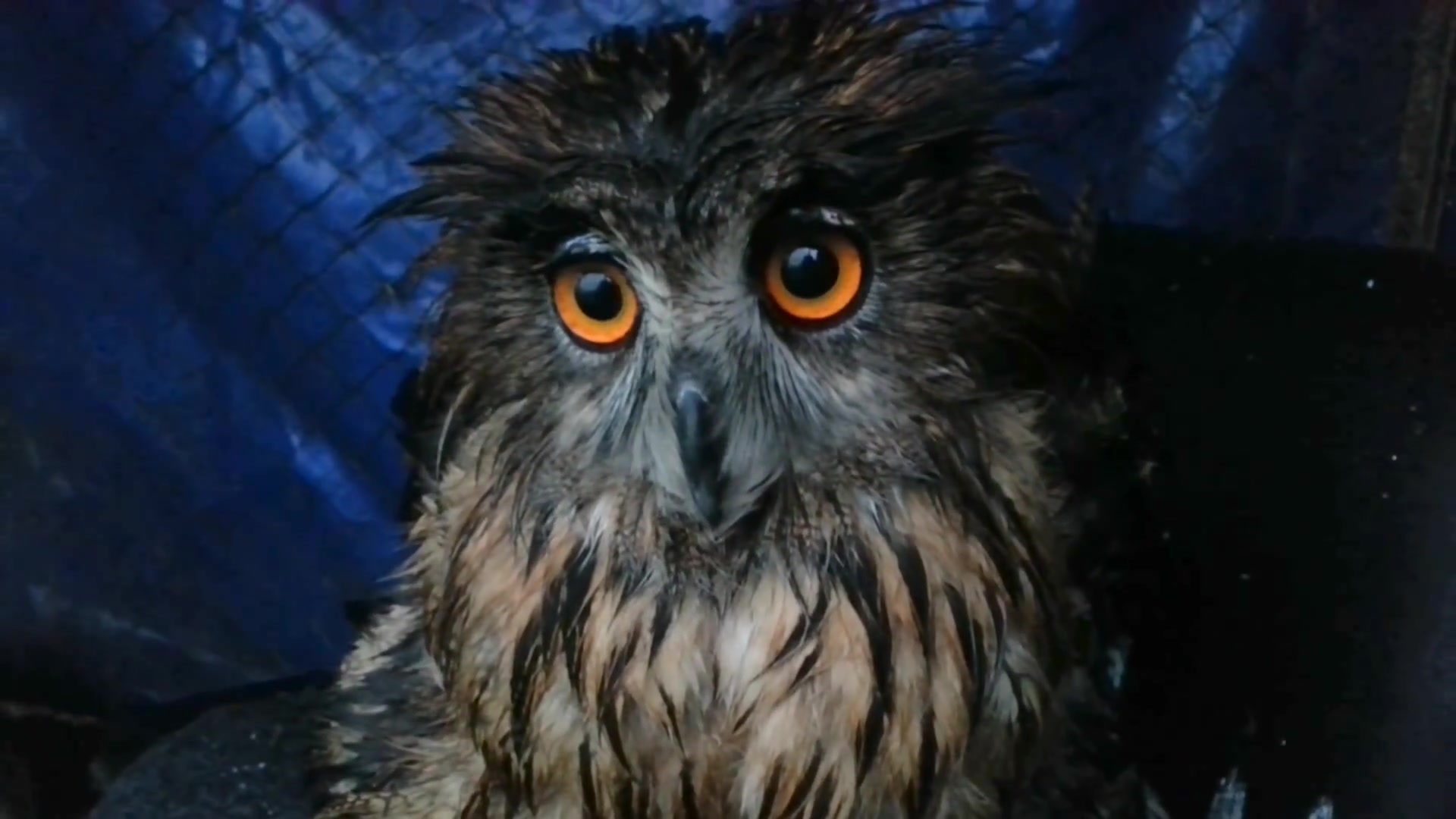 被雨打成爆炸头的yoll