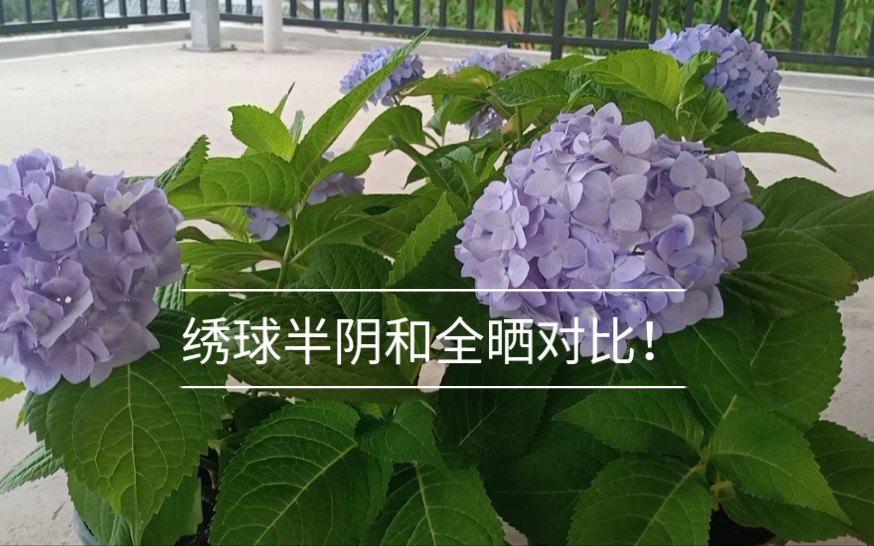 [图]无尽夏半阴和全晒对比