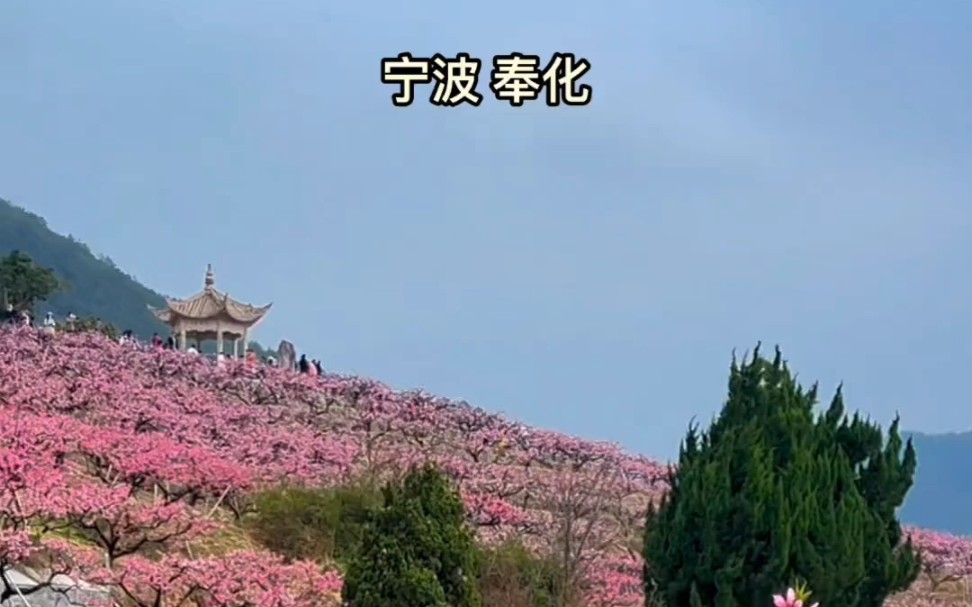 三月灼灼花事繁,打卡宁波奉化“天下第一桃源”,漫山遍野的桃花盛开真的美极了,免费赏花,你想来吗?最美三月桃花开 ,春暖花开奔你而来 , 十里春...