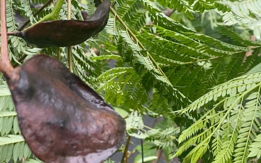 蓝花楹的果实原来是这样的