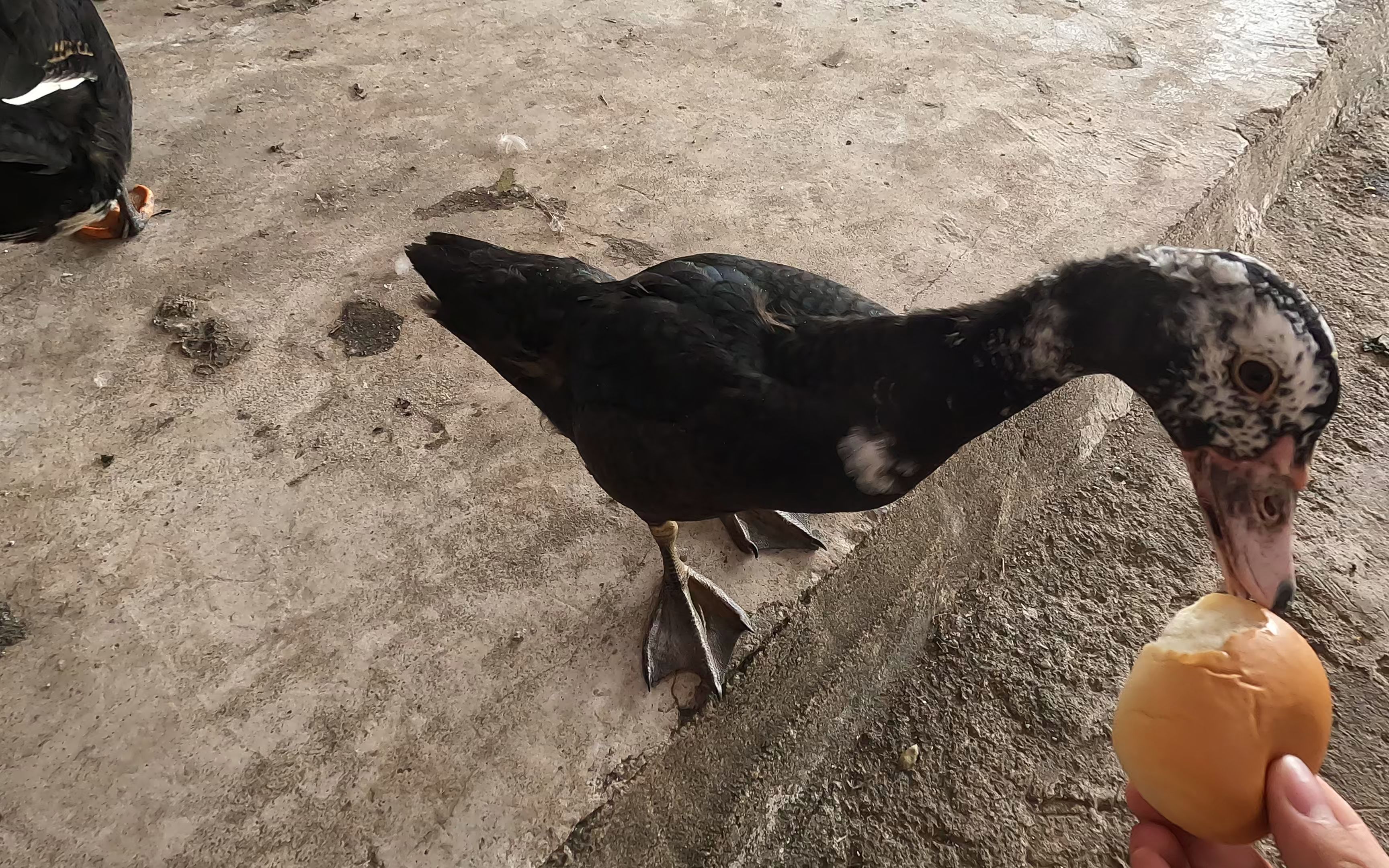 【小鸭子成长日记】喂鸭滑吃小面包