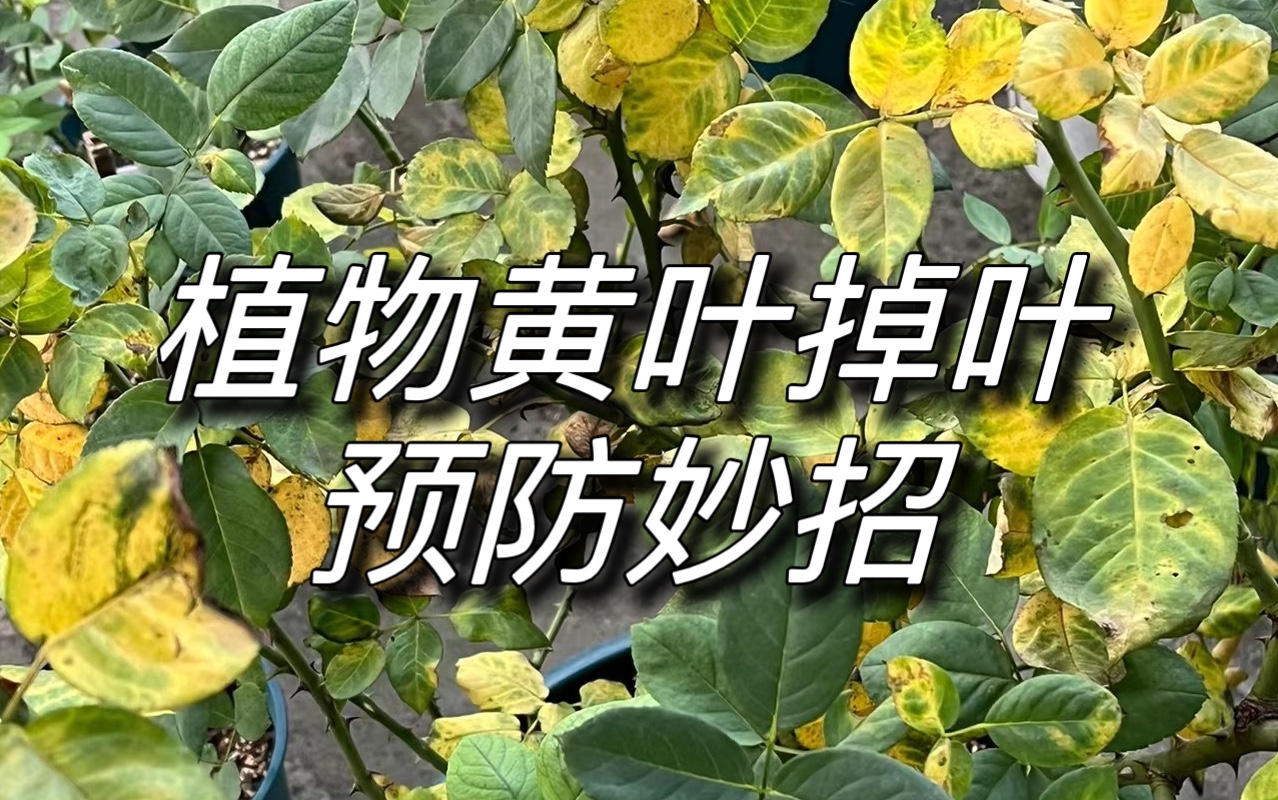 第9集|植物黄叶掉叶预防小妙招哔哩哔哩bilibili