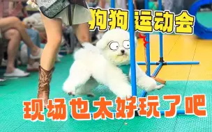 Tải video: 来看看狗狗运动会，现场糗态百出，简直太欢乐了！