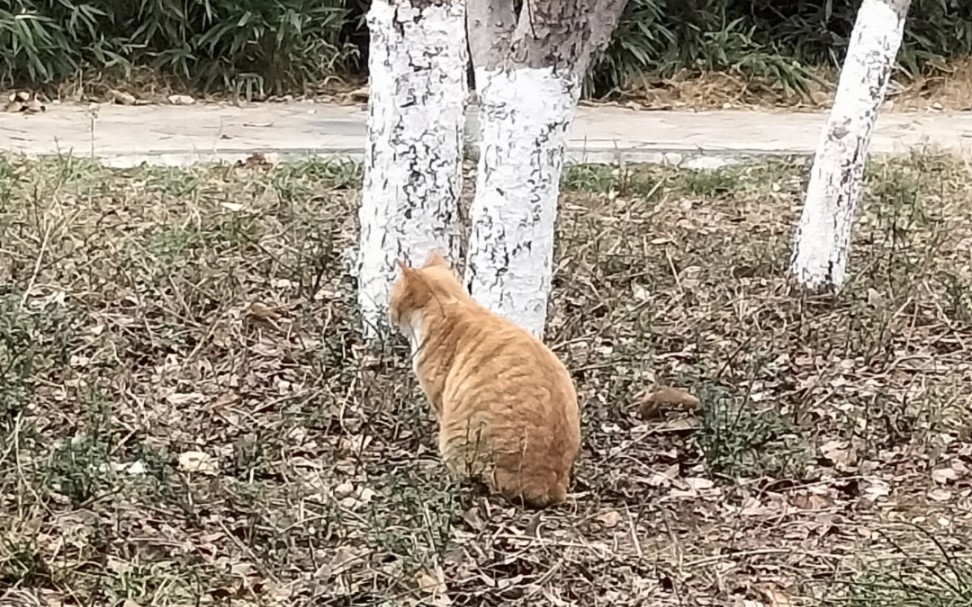 [图]恋猫症范啦，真冻手啊