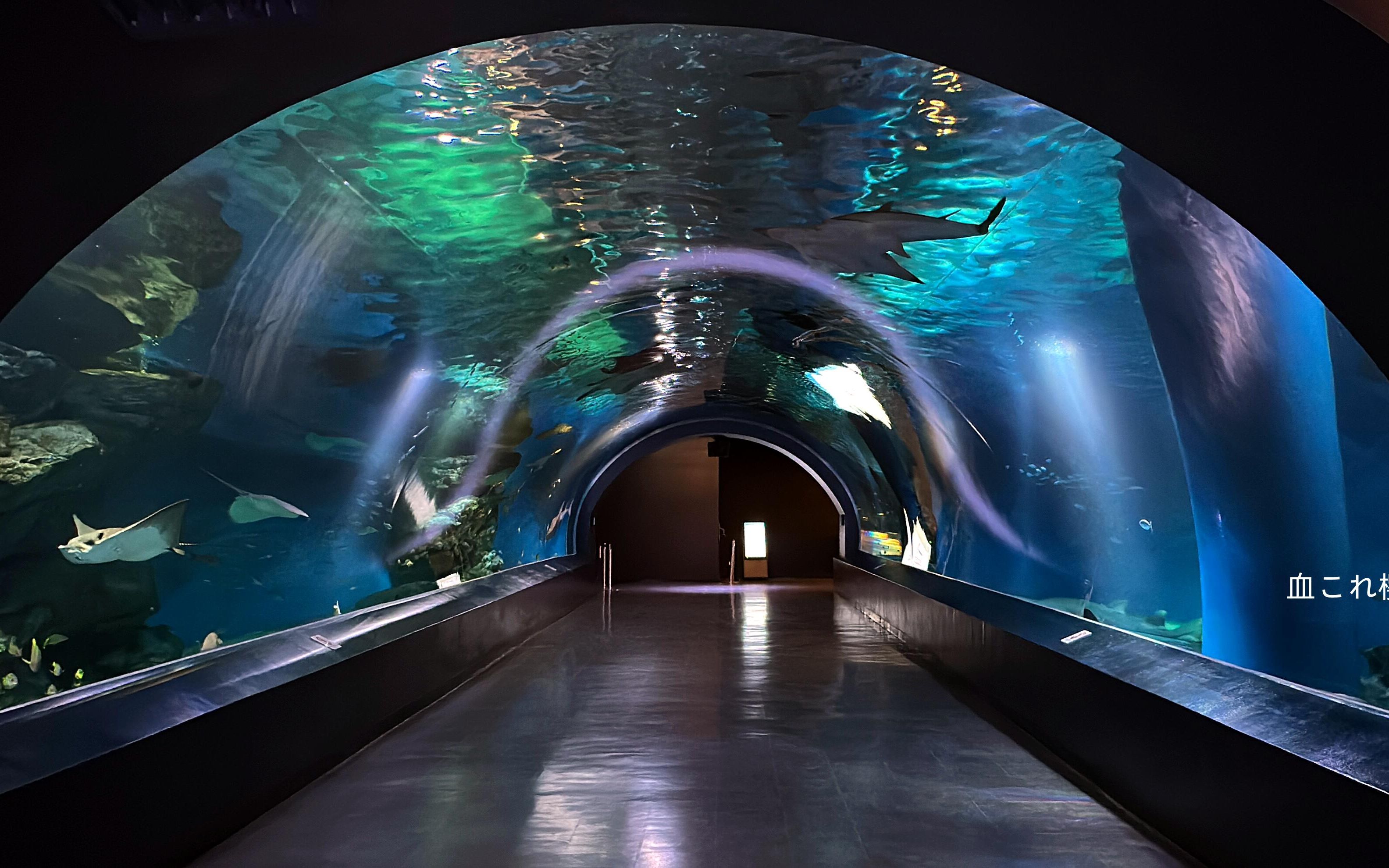 品川王子大饭店水族馆海底隧道