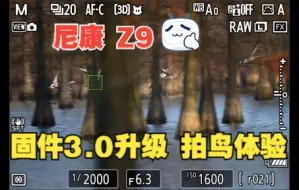 Download Video: 【尼康 Z9 固件3.0升级体验】池杉湖拍鸟实拍体验，尤其是3D跟踪的能力，提高的很爽，有图有真香……