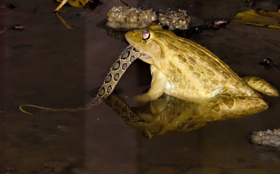 你见过这么帅的蛤蟆幺