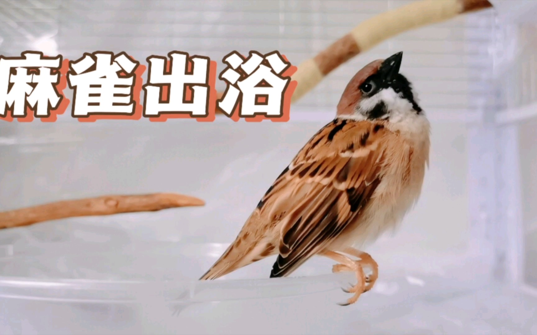 麻雀洗澡出浴瞬间,太治愈了!