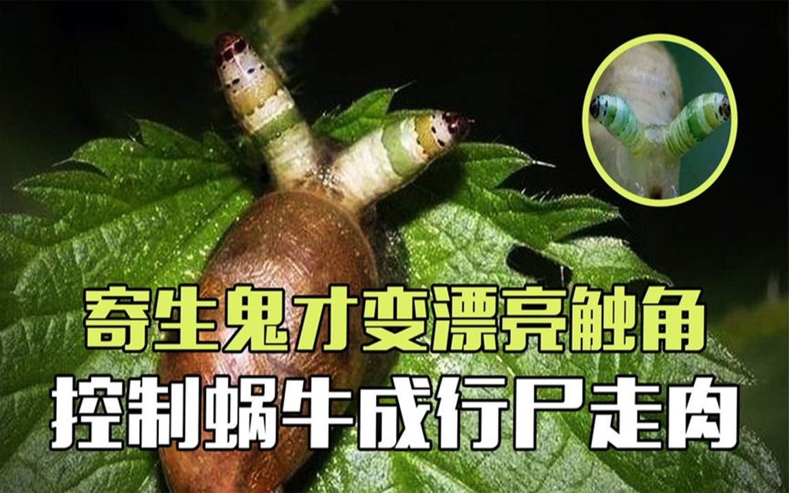 僵尸蜗牛吸虫图片