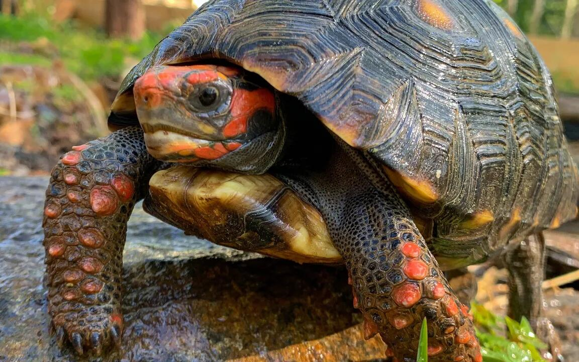 红腿陆龟生活环境图片