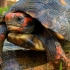 【纪录片】| 红腿陆龟的一生...