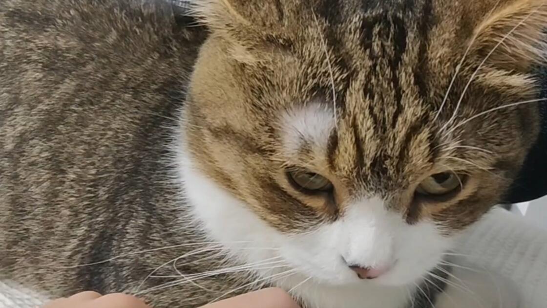 猫咪代码_哔哩哔哩_bilibili