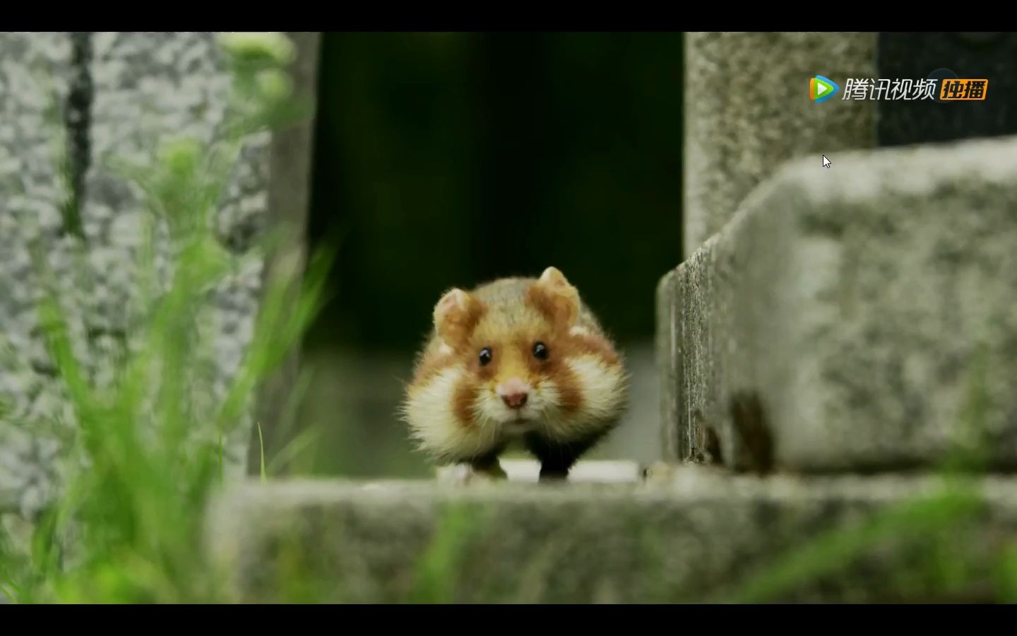 仓鼠腮帮子鼓鼓的萌化了bbc纪录片七个世界一个星球
