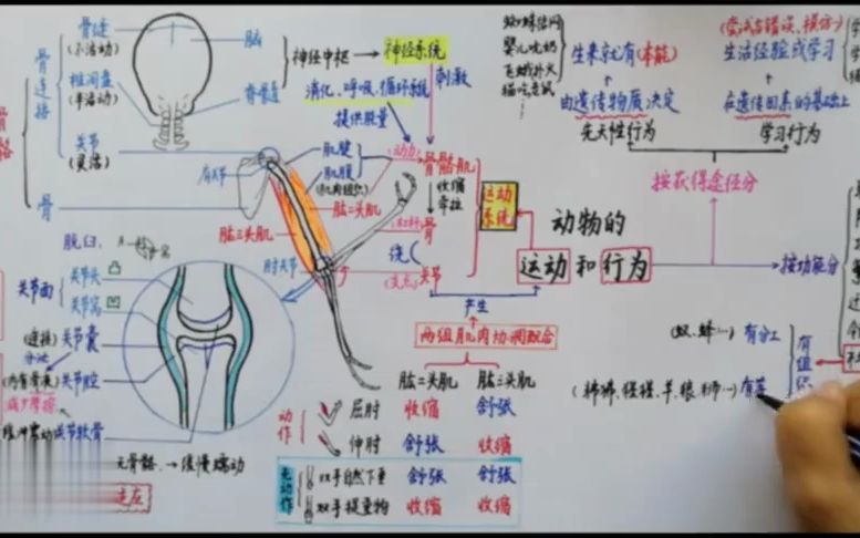 中考生物复习-动物的运动和行为思维导图