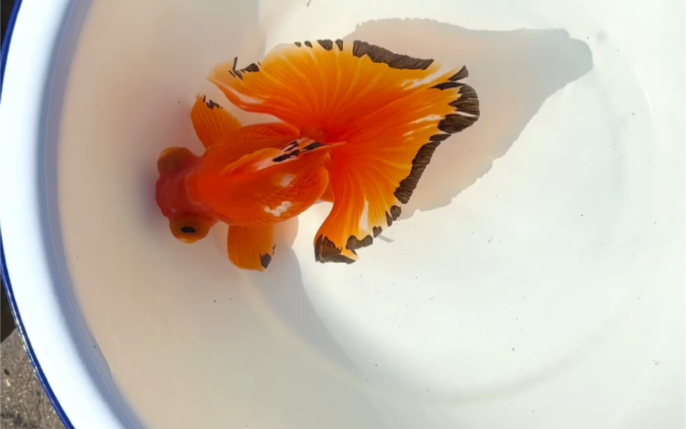 两种风格截然不同的红白蝶尾