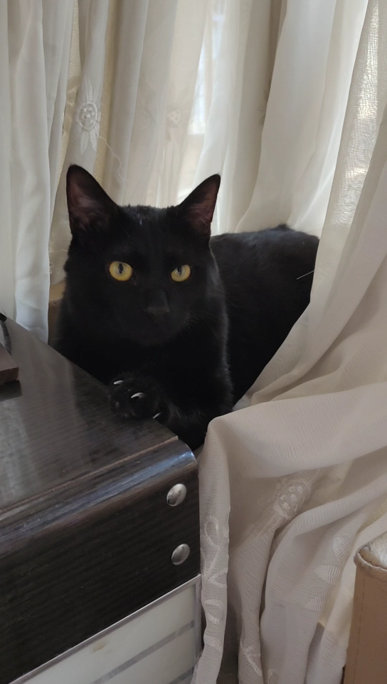 活动  谁能抵挡一只帅气的黑猫呢!