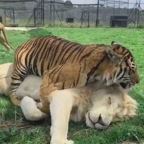 老虎将雄狮按在地上摩擦,是社会主义绝美友情还是倚强凌弱?