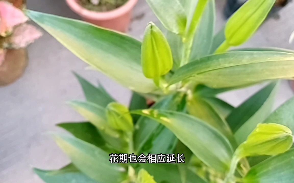 “百合花”的颜值虽然高,但是有一个“缺点”,养护时一定要注意哔哩哔哩bilibili