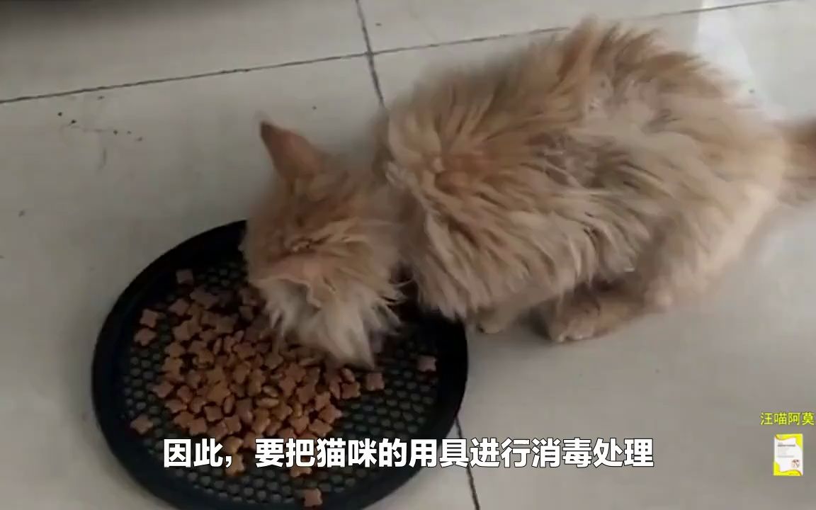 猫鼻支应该怎么治疗?哔哩哔哩bilibili