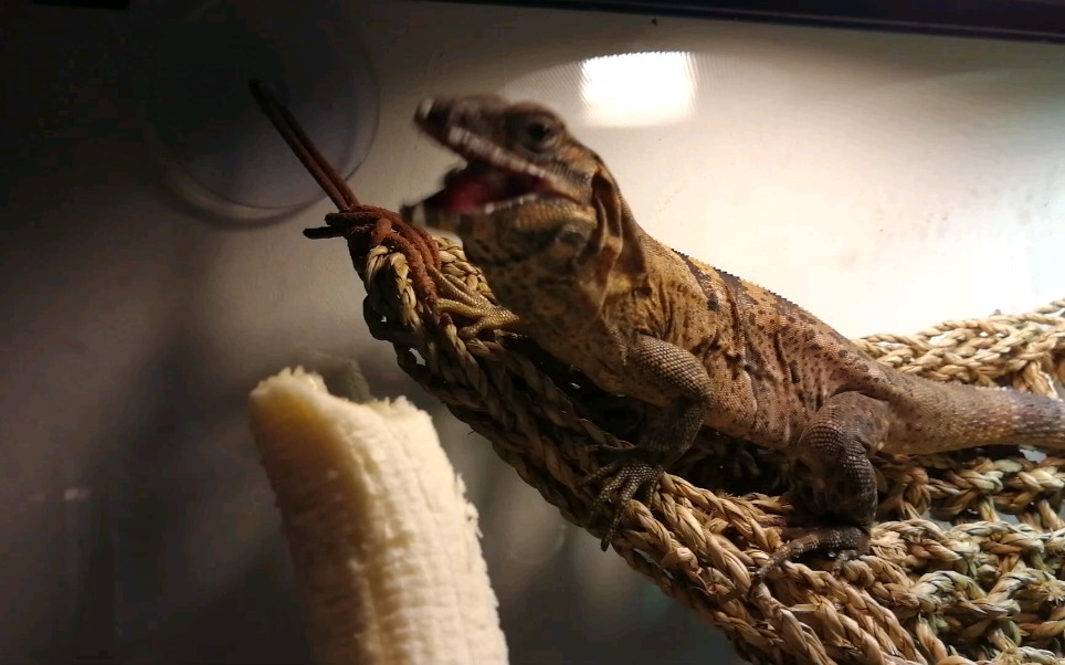 香蕉刺尾鬣蜥图片