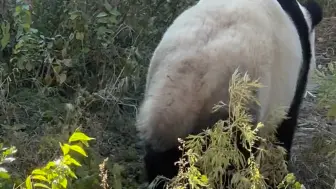 下载视频: 黄连休假回来二哥咩咩叫 大熊猫 ／萌二