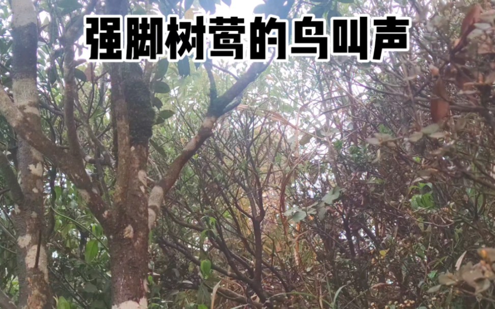 大自然的天籁之音,好听的鸟叫声.强脚树莺