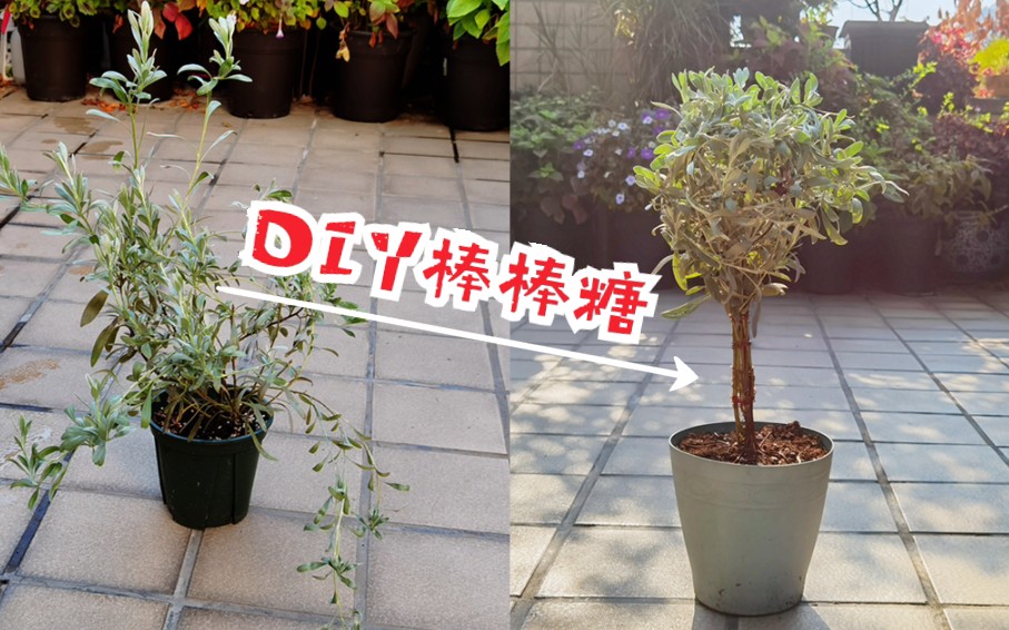 【银旋花】DIY棒棒糖,呀!哔哩哔哩bilibili