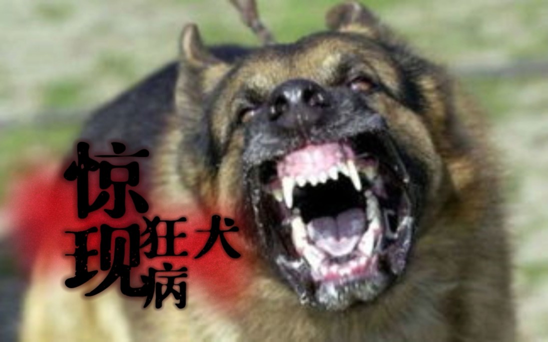 [图]疑似狂犬病的大黑狗，竟然做出这么惊人的事。