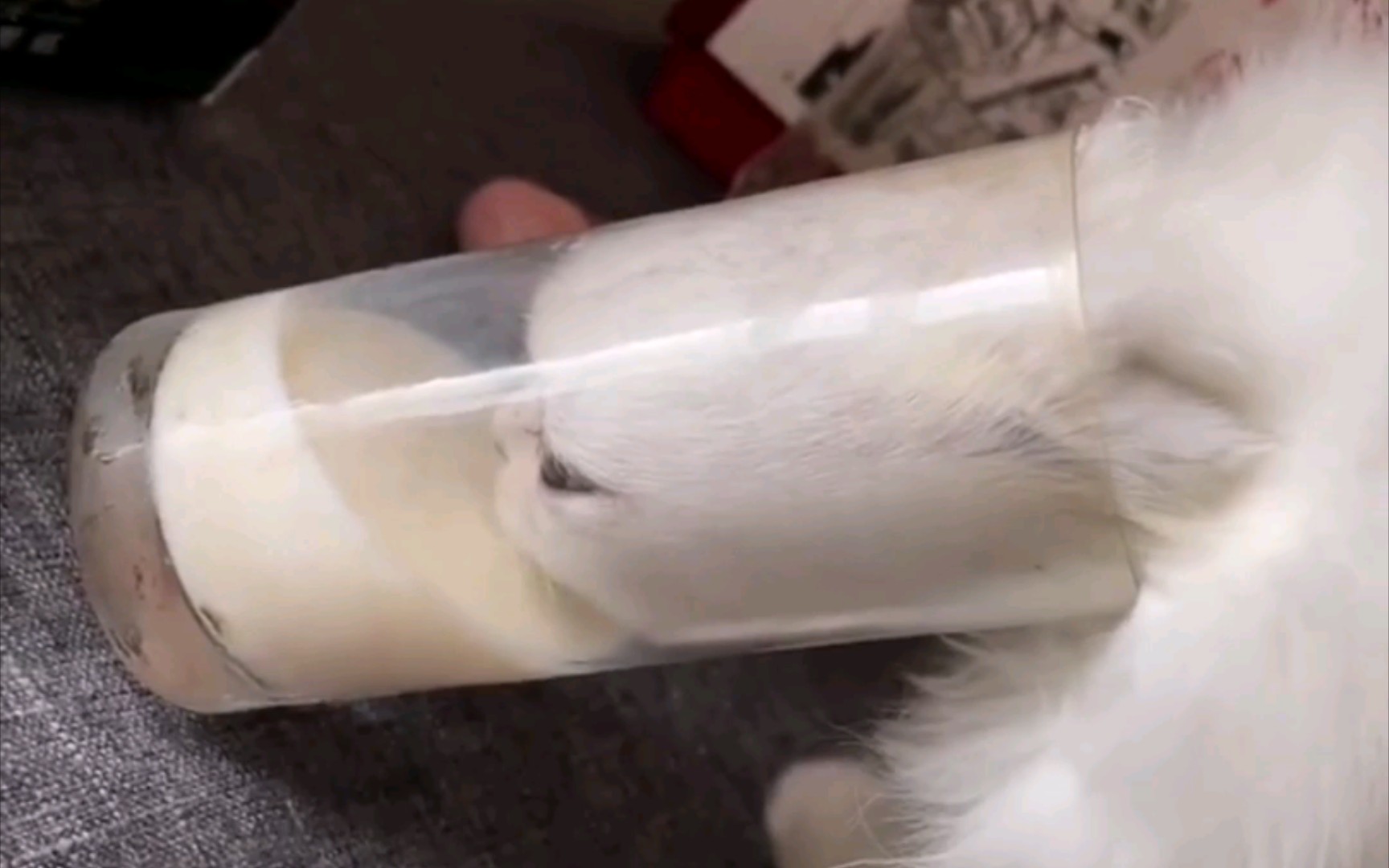 众所周知  猫是液体动物