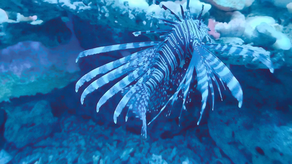 奇幻的海洋生物