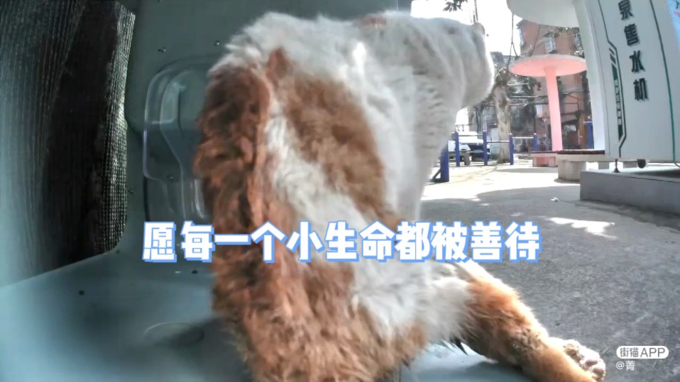 流浪猫咪拖着伤痕累累的身躯,独自爬到猫屋,只求有一个温暖的家