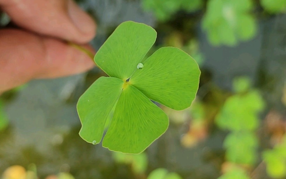 水生四叶幸运草田字萍七夕交好运