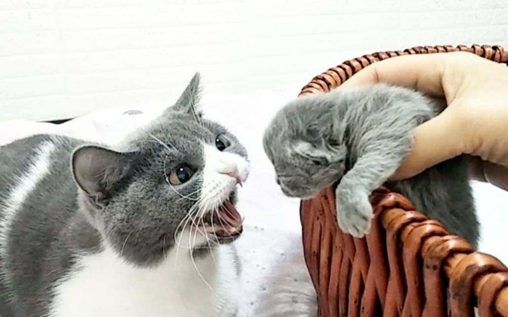 猫姐姐凶新出生的猫宝宝听主人喊母猫表情瞬变真是太聪明了