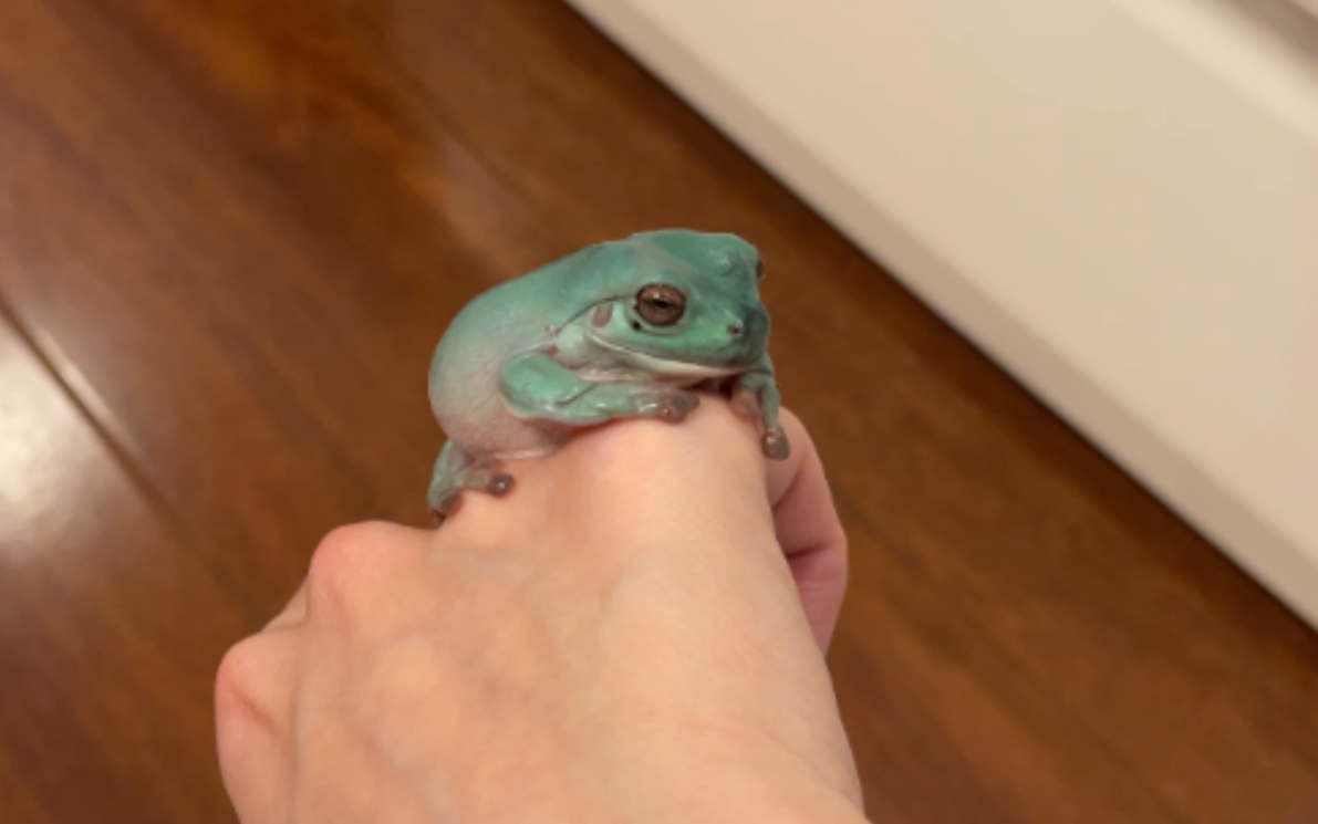 澶ф棤璇簨浠跺彂鐢熶簡锛佹垜灞呯劧琚竴鍙爲铔欑粰婊嬩簡鍛滃