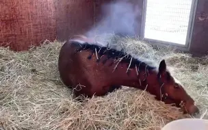 Скачать видео: 刚训练完浑身冒烟的马儿